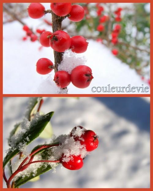 Cupcakes parfum d’orange aux zestes confits et photos de neige