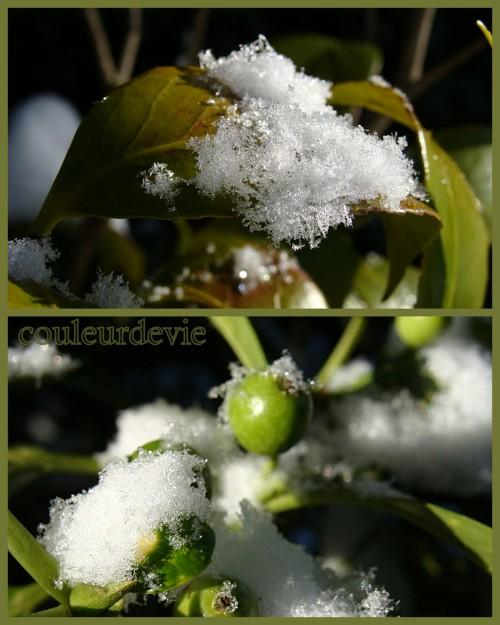 Cupcakes parfum d’orange aux zestes confits et photos de neige