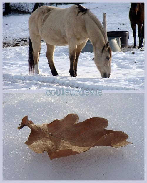 Cupcakes parfum d’orange aux zestes confits et photos de neige