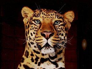 leopard_010.jpg