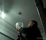 vidéo araignée géante plafond