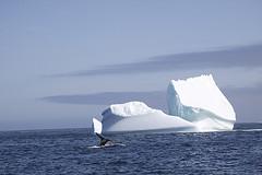 Humpback Whale Tail and Iceberg in Labrador