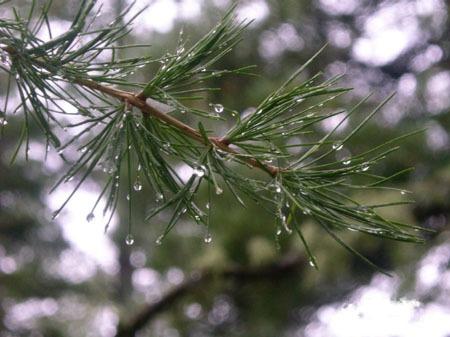 Les arbres sont fleuris de gouttes (Philippe Jaccottet)