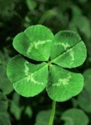 Trèfle parfait (Ricardo Payseyro)