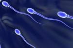 spermatozoides.jpg