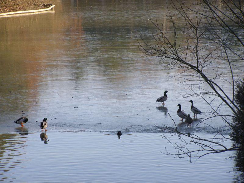 L’âpre goût du bois en bouche (Paul Bergèse)