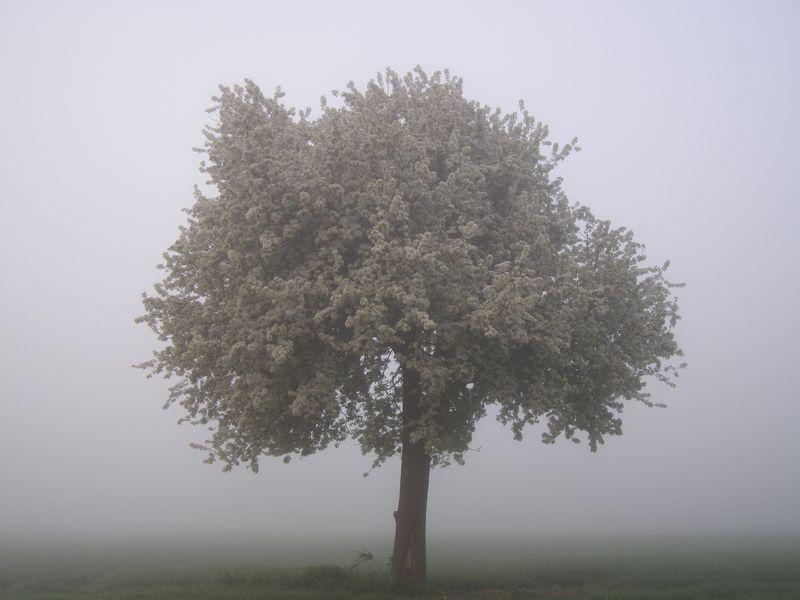 Le brouillard (Maurice Carême)