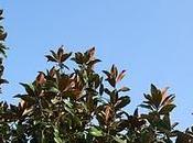 Ciel lundi fruits magnolia