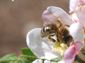 réserves pollen long routes nationales