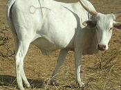 Epoustouflance picturesque Sénégal