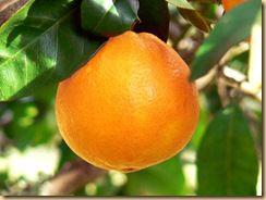 piode-orange