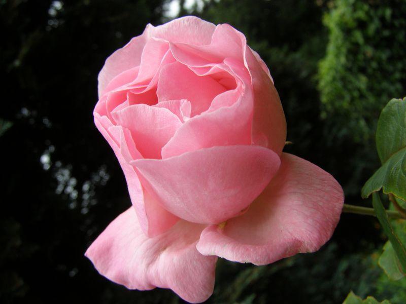 Rose (Guillevic)