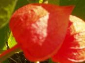 ronde gourmands petit inter-blog