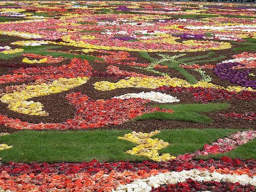 tapis de fleurs 2008 par fabonthemoon