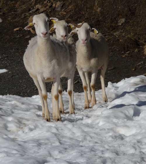 moutons sur neige