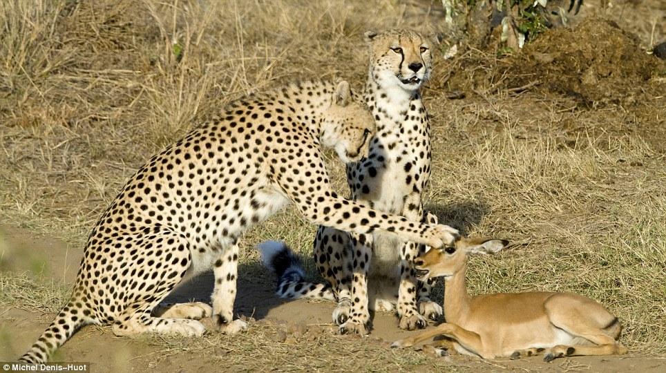 Three cheetahs spare tiny antelope's life