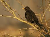 merle nous célèbre comme toujours (Guillevic)