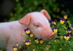Cochon dans les fleurs.jpg