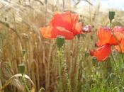 L’époque coquelicots (Alain Serres)