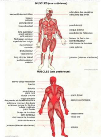muscles-homme.1264353772.jpg