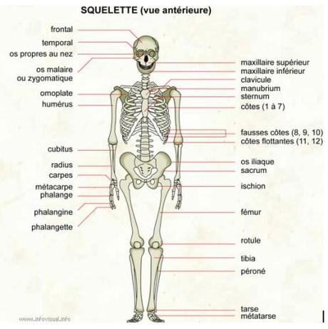 squelette.1264354275.jpg