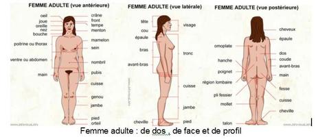 femme-adulte-dos-profil-face.1264353477.jpg