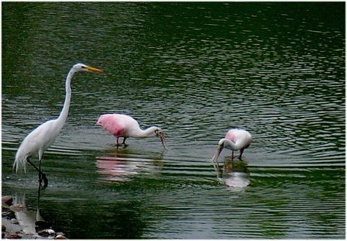 Bresil-Pantanal-S-Heron-Cocoi-Spatules1.jpg