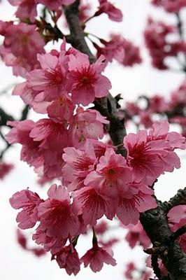 Sakura ou cerisier en fleur au Japon