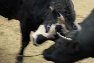 Bullfighting combats de taureaux à Okinawa