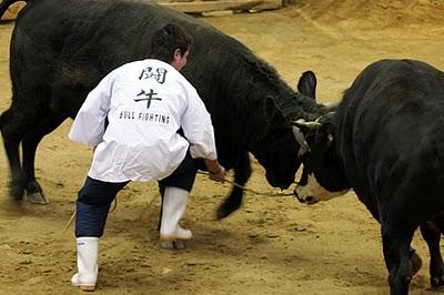 Bullfighting combats de taureaux à Okinawa