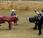 Bullfighting combats taureaux Okinawa