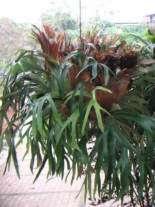 Platycerium bifircatum