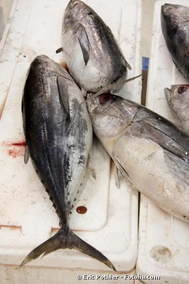 Feu vert de la France pour l'interdiction du commerce du thon rouge dans 18 mois