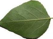 livres scolaires papier recyclé 2011, l'Assemblée vote pour