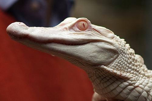 photo bébé alligator albinos ferme des crocodiles pierrelatte