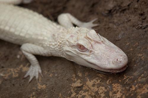 photo bébé alligator albinos ferme des crocodiles pierrelatte