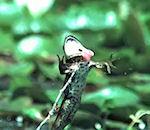 vidéo grenouille libellule slowmotion