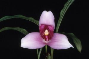 150ème anniversaire de la collection d’orchidée du Jardin du Luxembourg