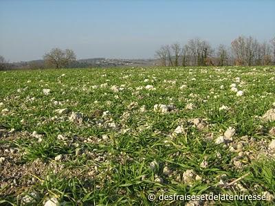 son écorce endormie