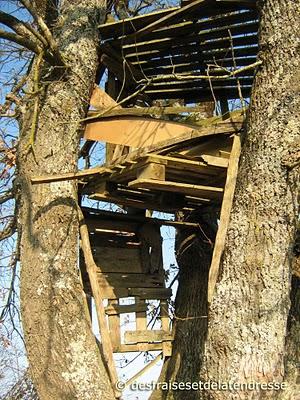 son écorce endormie