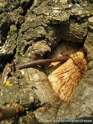 son écorce endormie