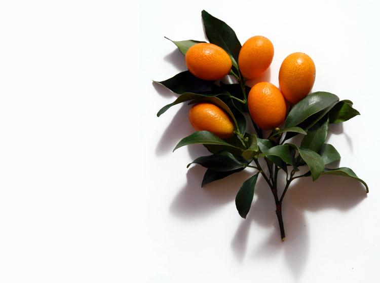 Kumquat nagami