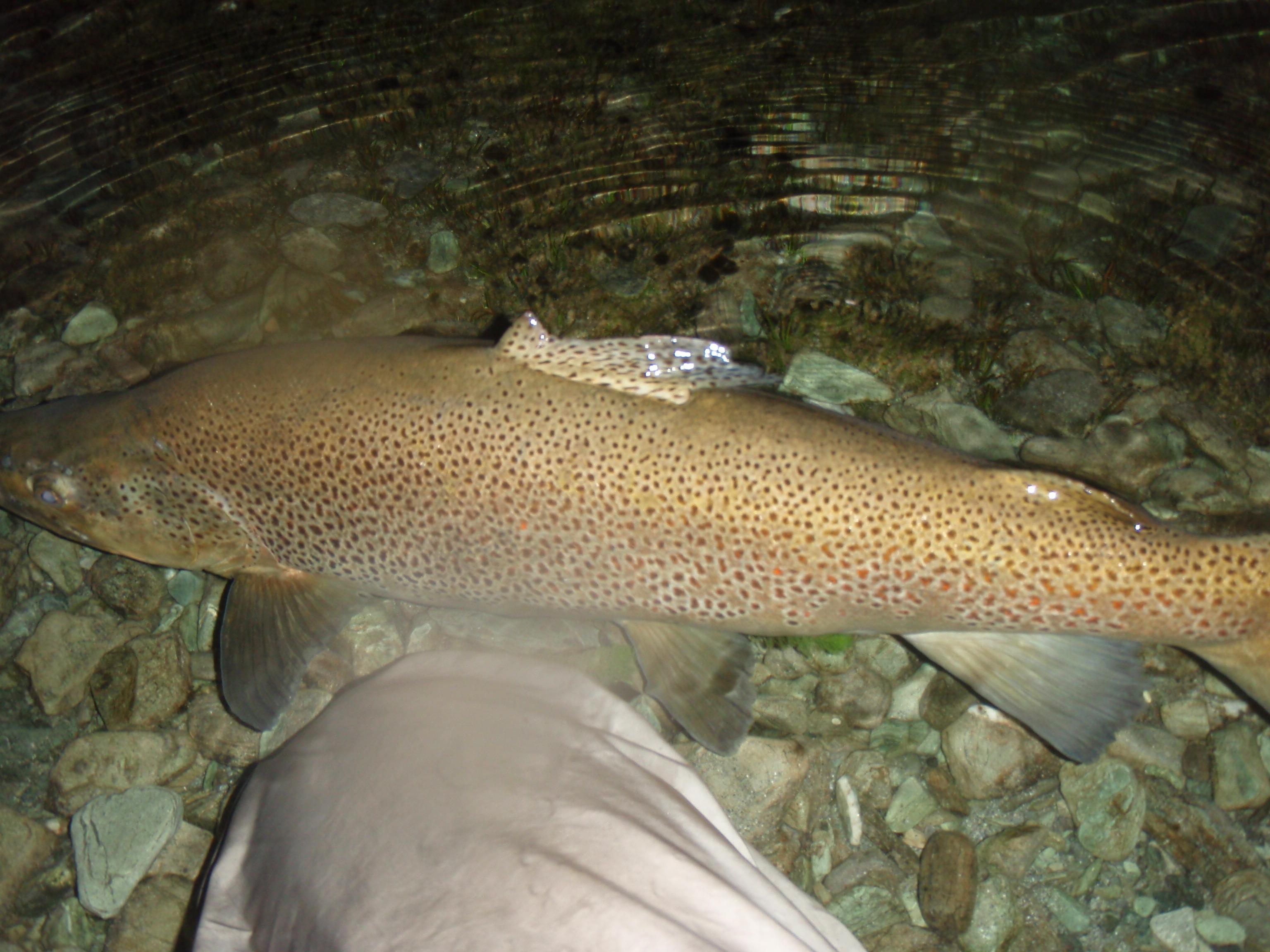 UNE VACHE EN NZ/A COW IN NZ
