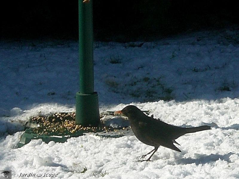 Cette chèvre jouerait-elle à Cette chèvre jouerait-elle