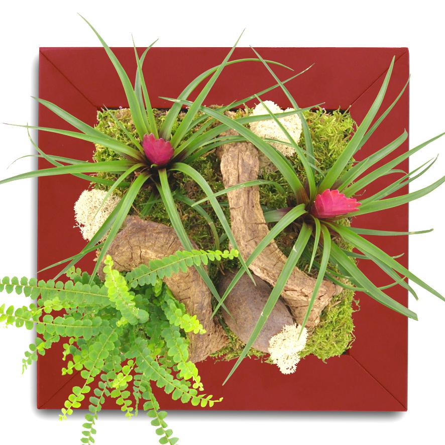 Tableau végétal-Epiflore St Valentin