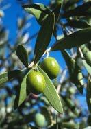 Crème d'olives écologique pour soir de Réveillon