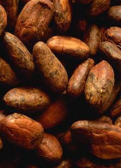 Féves de cacao