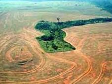 Deforestation l’urbanisation pointée doigt