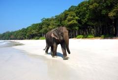 420-Andaman-Islands-Elephan-420x0.jpg