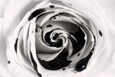 Jacques Girardon, entre immortalité et vieillissement à rallonge